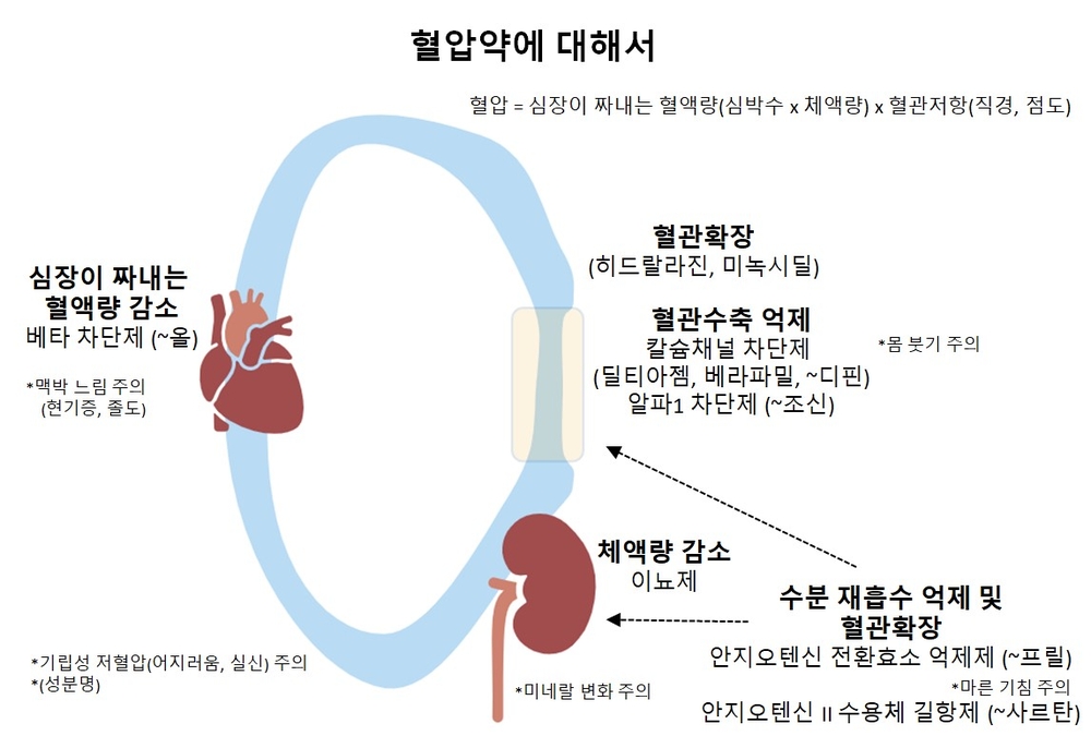 혈압약 종합