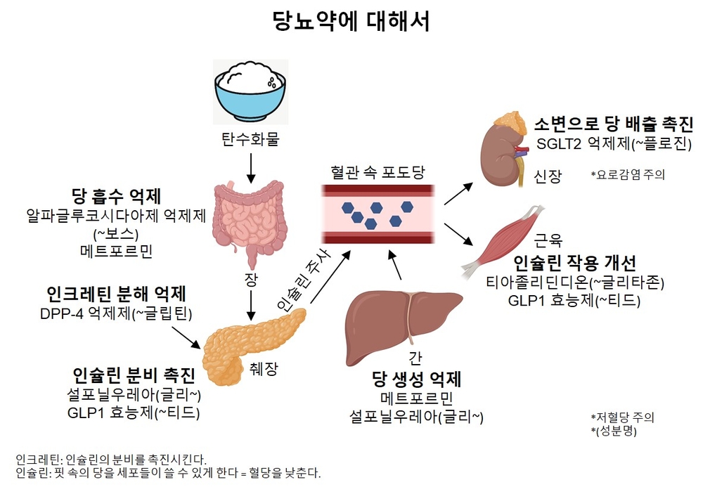 당뇨약 종합